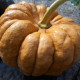 Pumpkin seeds «Futsu Kurokawa»
