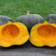 Pumpkin seeds «Burgess Buttercup»