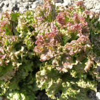 Семена салата «Вспышка»