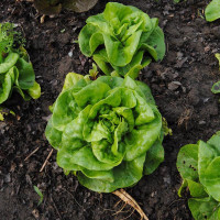 Насіння салату «Вітамінний»