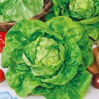 Salad seeds «May queen»