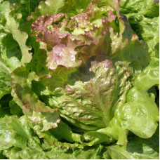 Salad seeds «Divohrai»