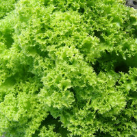 Семена салата «Золотой шар»