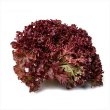 Salad seeds «Lollo Rossa»