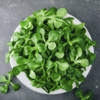 Salad seeds «Verde de Cambrai»