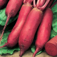 Семена свеклы «Цилиндра»