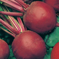 Beet seeds «Early miracle»