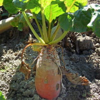 Beet seeds «Poltava white»