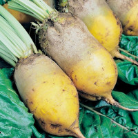 Beet seeds «Eckendorf yellow» (improved single-sprout)