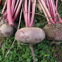 Семена свеклы «Египос»