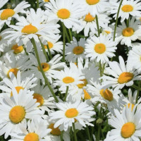 Семена нивяника «Серебряная принцесса»