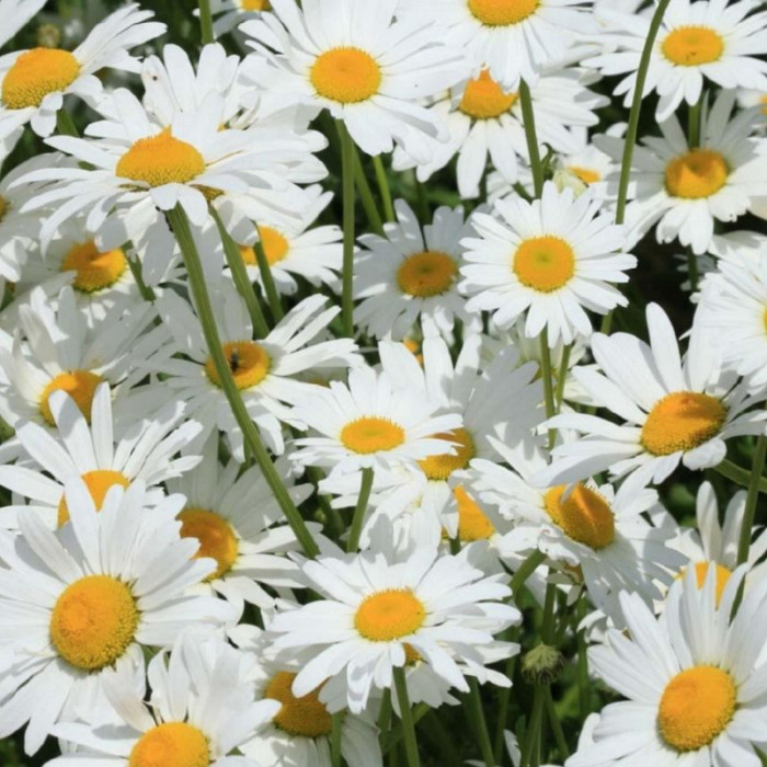 Oxeye daisies seeds «Silver Princess»