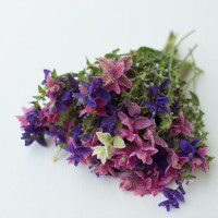 Salvia horminum seeds