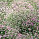 Gypsophila elegans seeds «Pink» (annual)