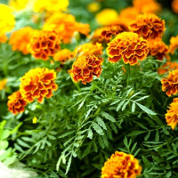 Насіння чорнобривців «Боніта Болеро»