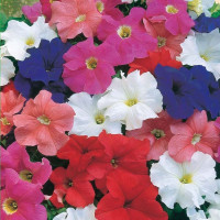 Семена петунии «Уникум» (смесь)