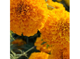 Marigold seeds «Orange prince»
