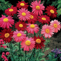 Семена хризантемы «Робинзон» (смесь)