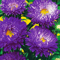 Насіння айстри «Сива дама синя»