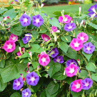 Семена ипомеи «Смесь цветов»