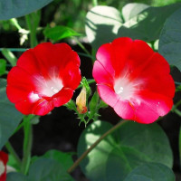 Насіння іпомеї «Червона»