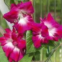 Насіння іпомеї «Серенада»