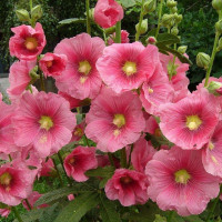 Mallow seeds «Pink»