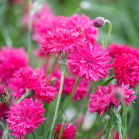 Cornflower seeds «Red»