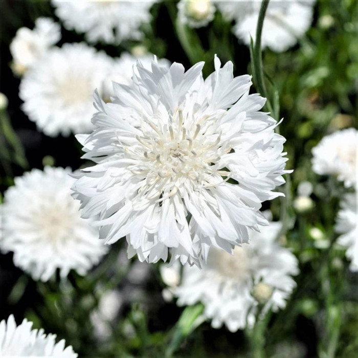 Cornflower seeds «White»