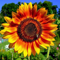 Насіння соняшнику «Осіння краса»