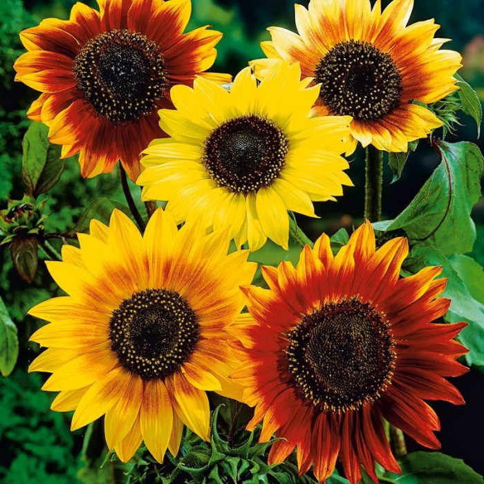 Sunflower seeds «Decorative mix»