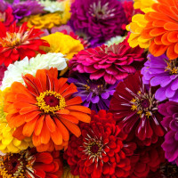 Насіння цинії витонченої (суцміш)