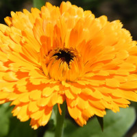 Calendula seeds «Terry lemon»