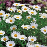 Chrysanthemum seeds «Marsh»