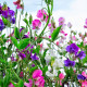 Sweet pea seeds «Curly mix»