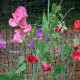 Sweet pea seeds «Curly mix»