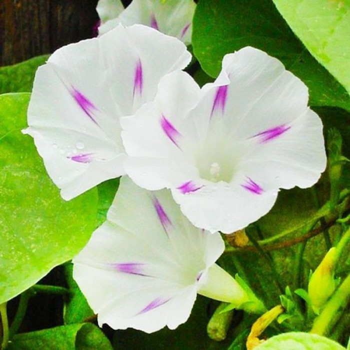 Ipomoea seeds «Milky Way white with a star»