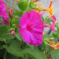 Mirabilis seeds «Four O'Clock Pink»