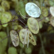 Lunaria seeds
