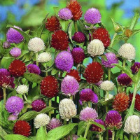 Семена гомфрены (смесь)