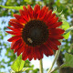 Sunflower seeds «Red sun»