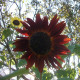 Sunflower seeds «Red sun»