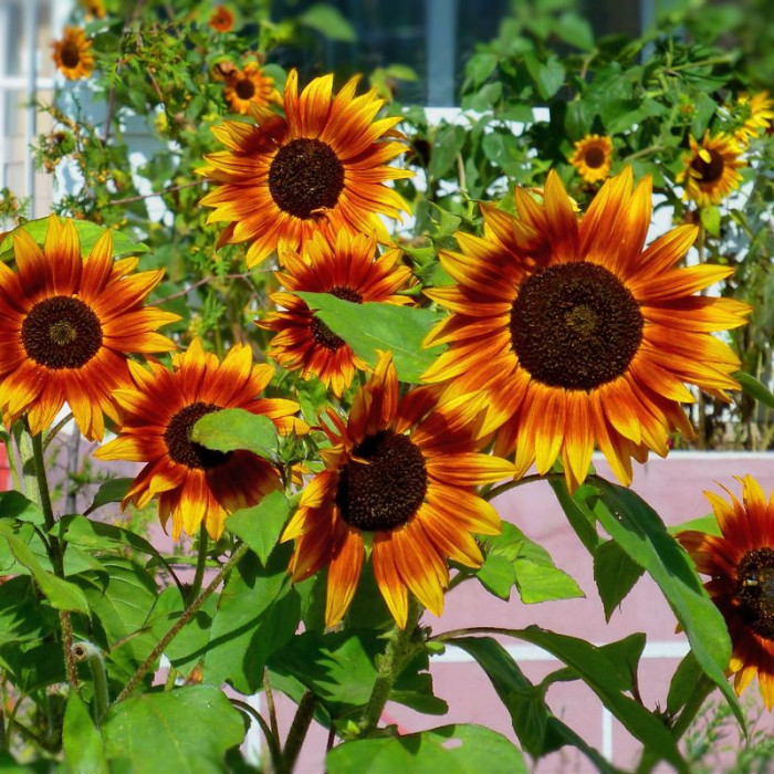 Sunflower seeds «Morning sun»