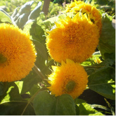 Sunflower undersized decorative terry seeds