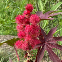Castor bean seeds «Red Star»