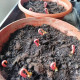 Castor bean seeds «Red Star»