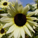 Sunflower seeds «Vanilla Ice»
