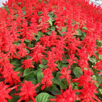 Salvia splendens seeds «Red»