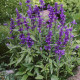 Salvia farinacea seeds «Blue»