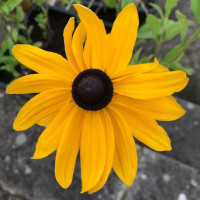 Rudbeckia seeds «Marmalade»